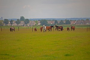 IMG_8256      